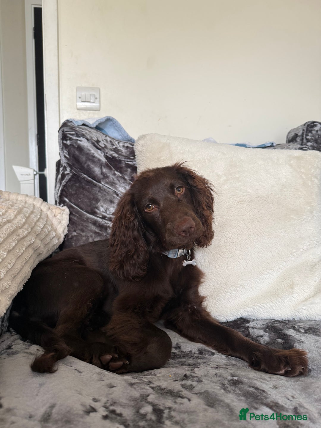 Cocker Spaniel dogs for sale: Cocker spaniel female Chocolate  - Image 1