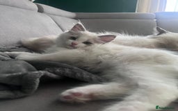 Ragdoll cats for sale: Stunning male Ragdoll kittens only 2 left - Image 34