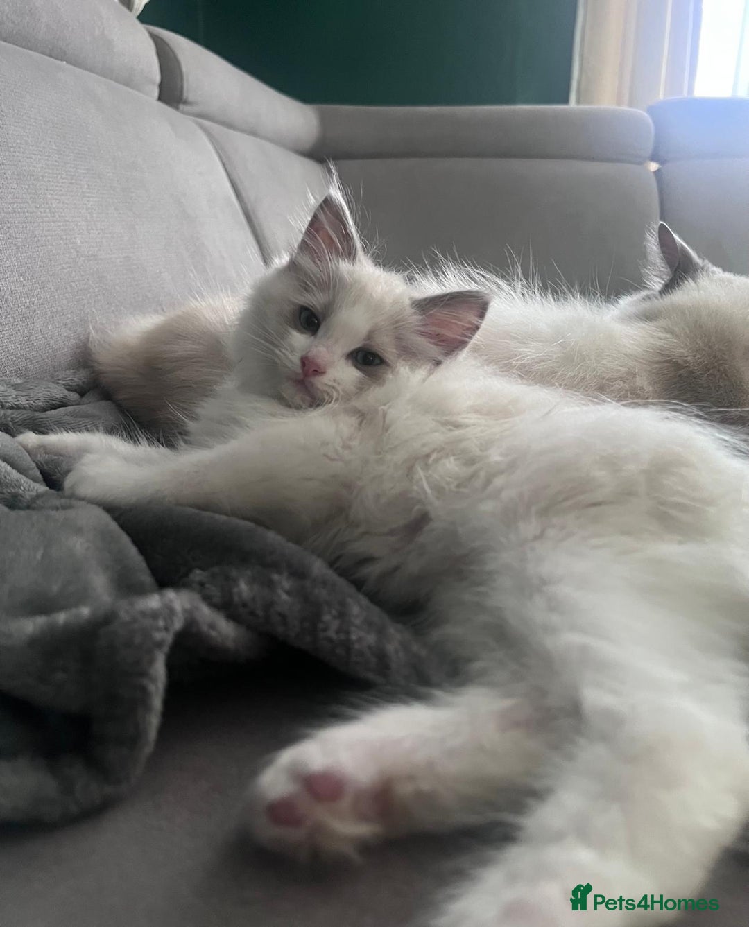 Ragdoll cats for sale: Stunning male Ragdoll kittens only 2 left - Image 34