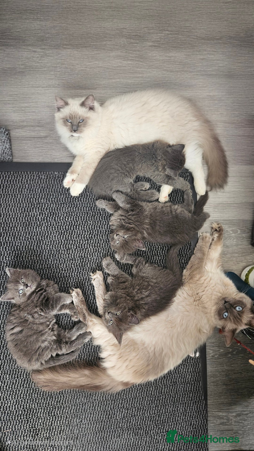 Mixed Breed cats for sale: Ragdoll/Russian Blue male kittens  - Image 9