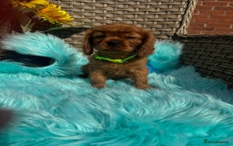 Cavalier King Charles Spaniel dogs for sale: Kc registered Ruby red King Charles spaniels - Image 8