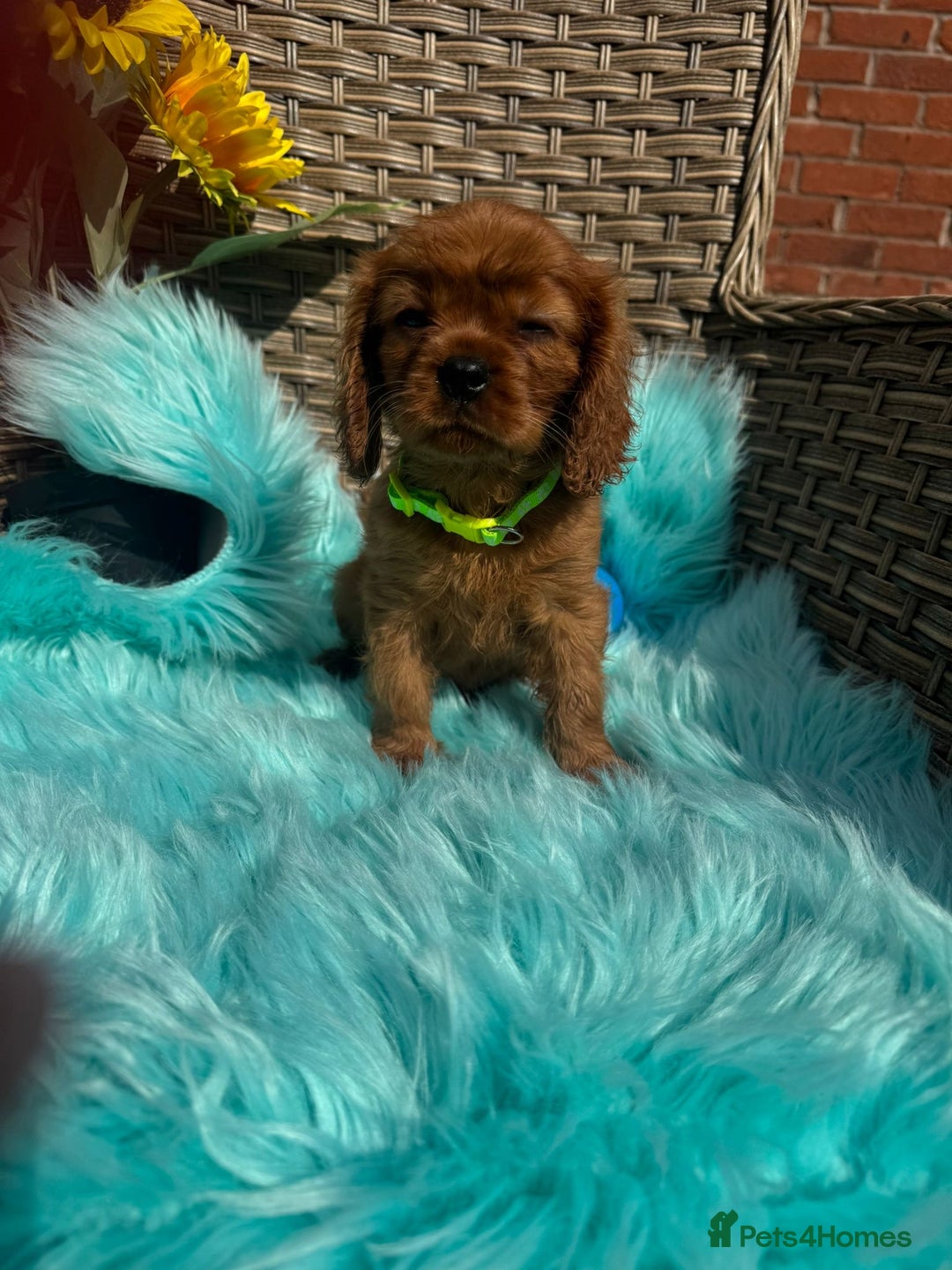 Cavalier King Charles Spaniel dogs for sale: Kc registered Ruby red King Charles spaniels - Image 8