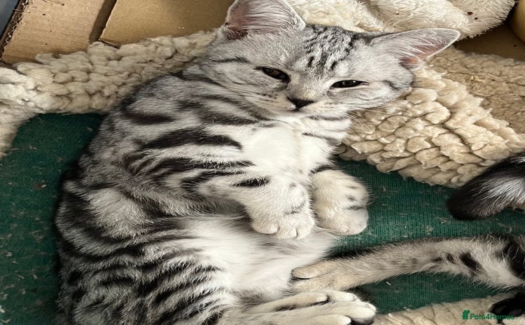 British Shorthair cats - Advert 1