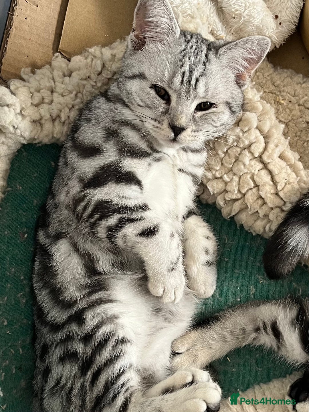 British Shorthair cats for sale: British Shorthair Classic Silver Tabby - Image 1