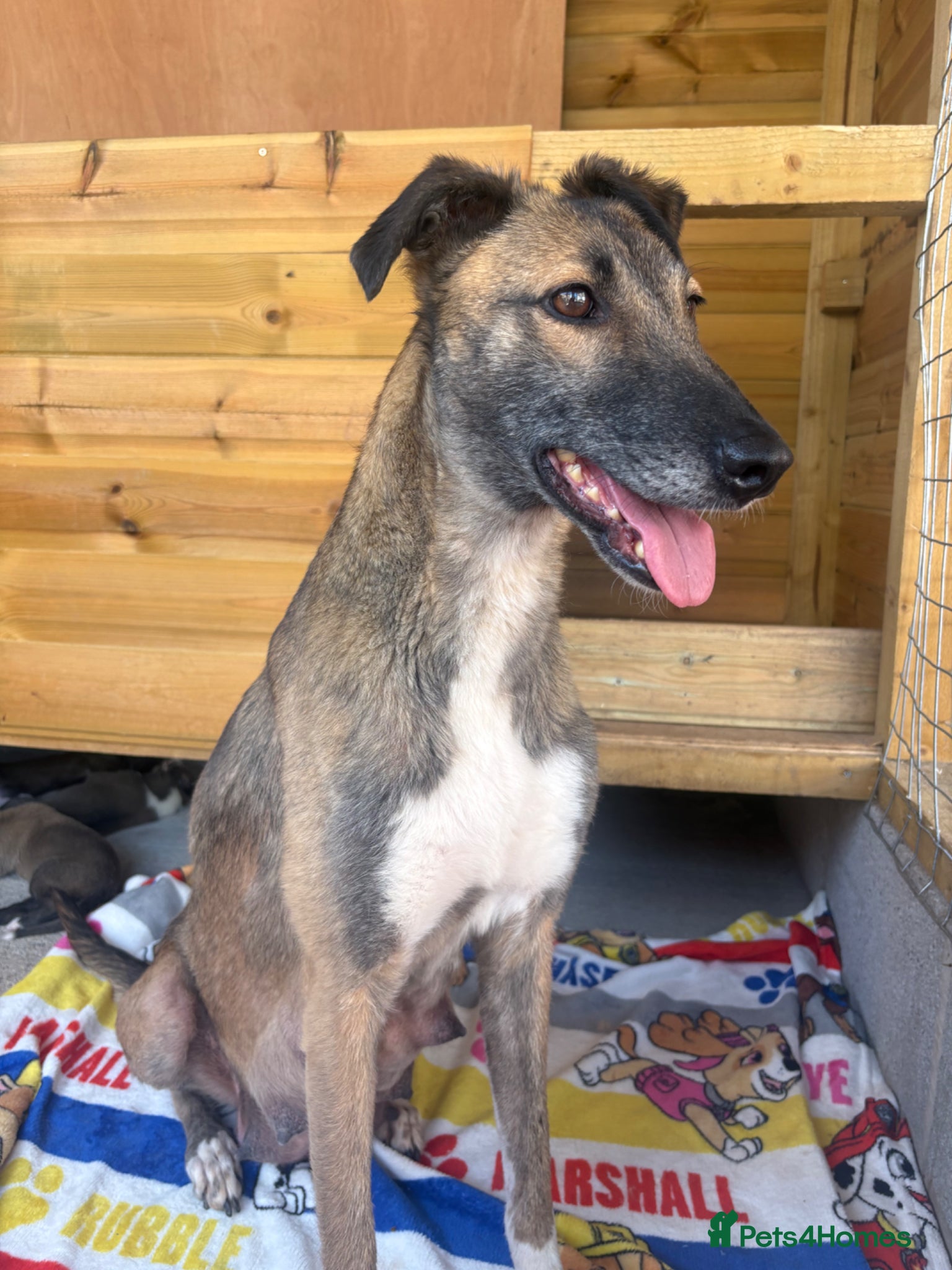 Lurcher dogs for sale: Lurcher puppies in Ludlow - Advert 9