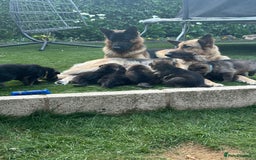 German Shepherd dogs for sale: 6 Beautiful, Healthy German Shepherd puppies in Mansfield - Image 1