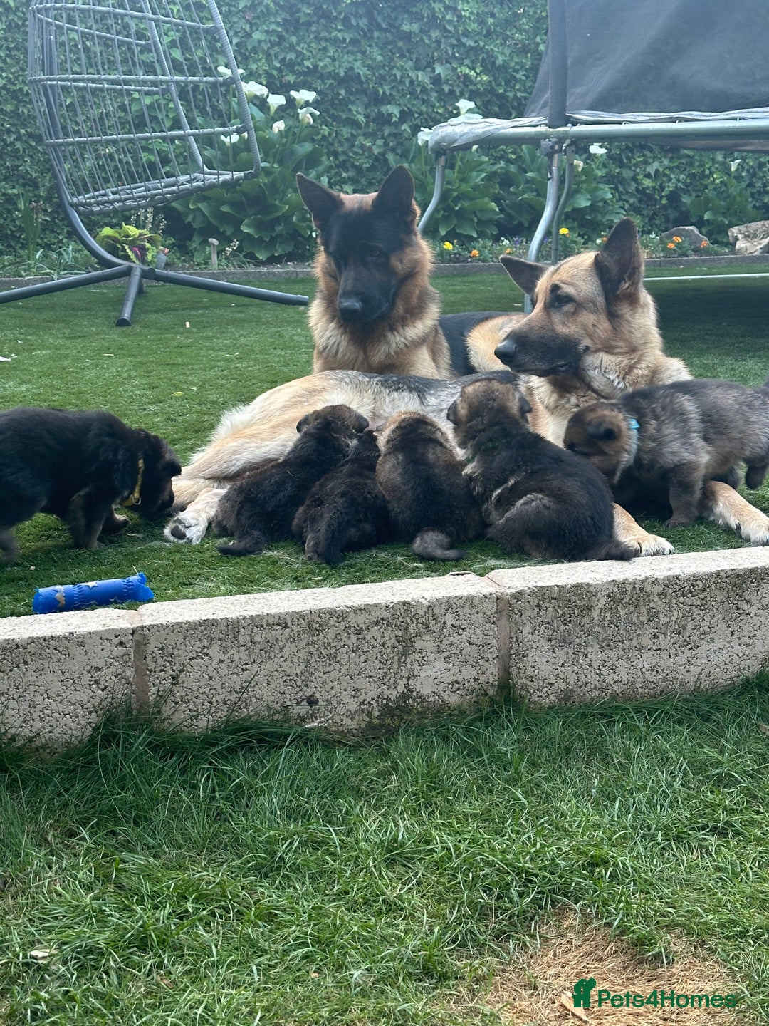 German Shepherd dogs for sale: 6 Beautiful, Healthy German Shepherd puppies in Mansfield - Image 1