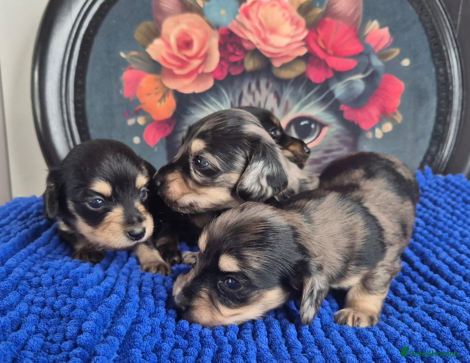 Miniature Dachshund dogs for sale: ⚜️KC reg PRA clear Miniature dachshund puppies  - Advert 1
