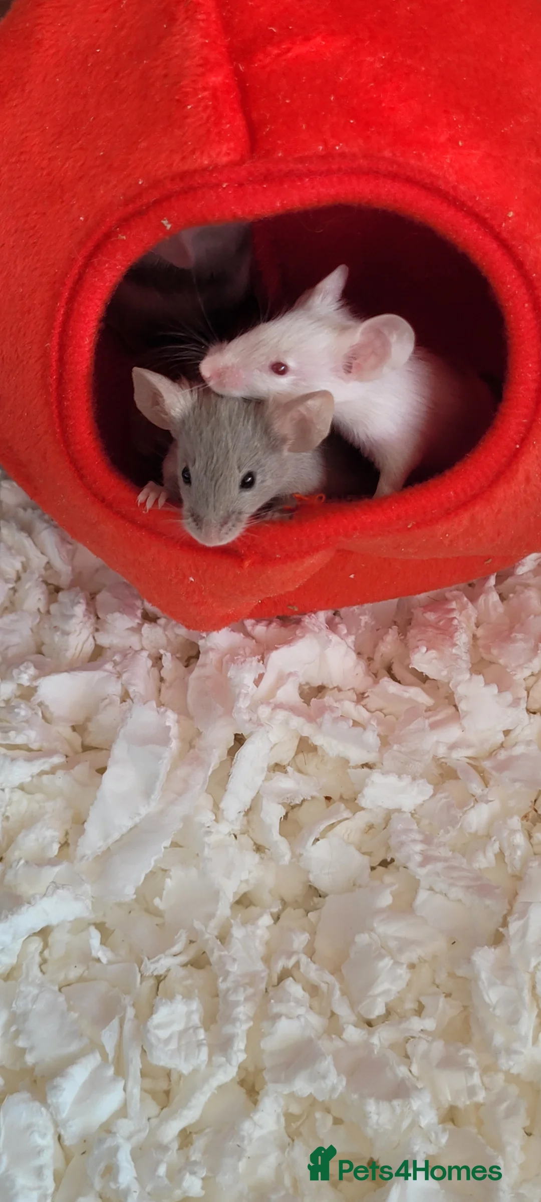 Mouse rodents for sale: Male fancy mice  - Advert 4