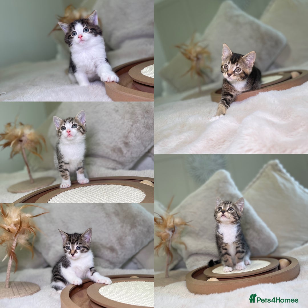 Mixed Breed cats for sale: Beautiful kittens 8 weeks old ready now  - Advert 1