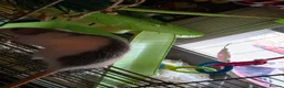 Rat rodents for sale: Pair of Female Dumbo Rats with large enclosure - Advert 18