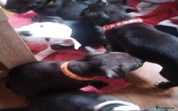 Staffordshire Bull Terrier dogs for sale: Staffordshire bull terrier Puppies  - Image 18