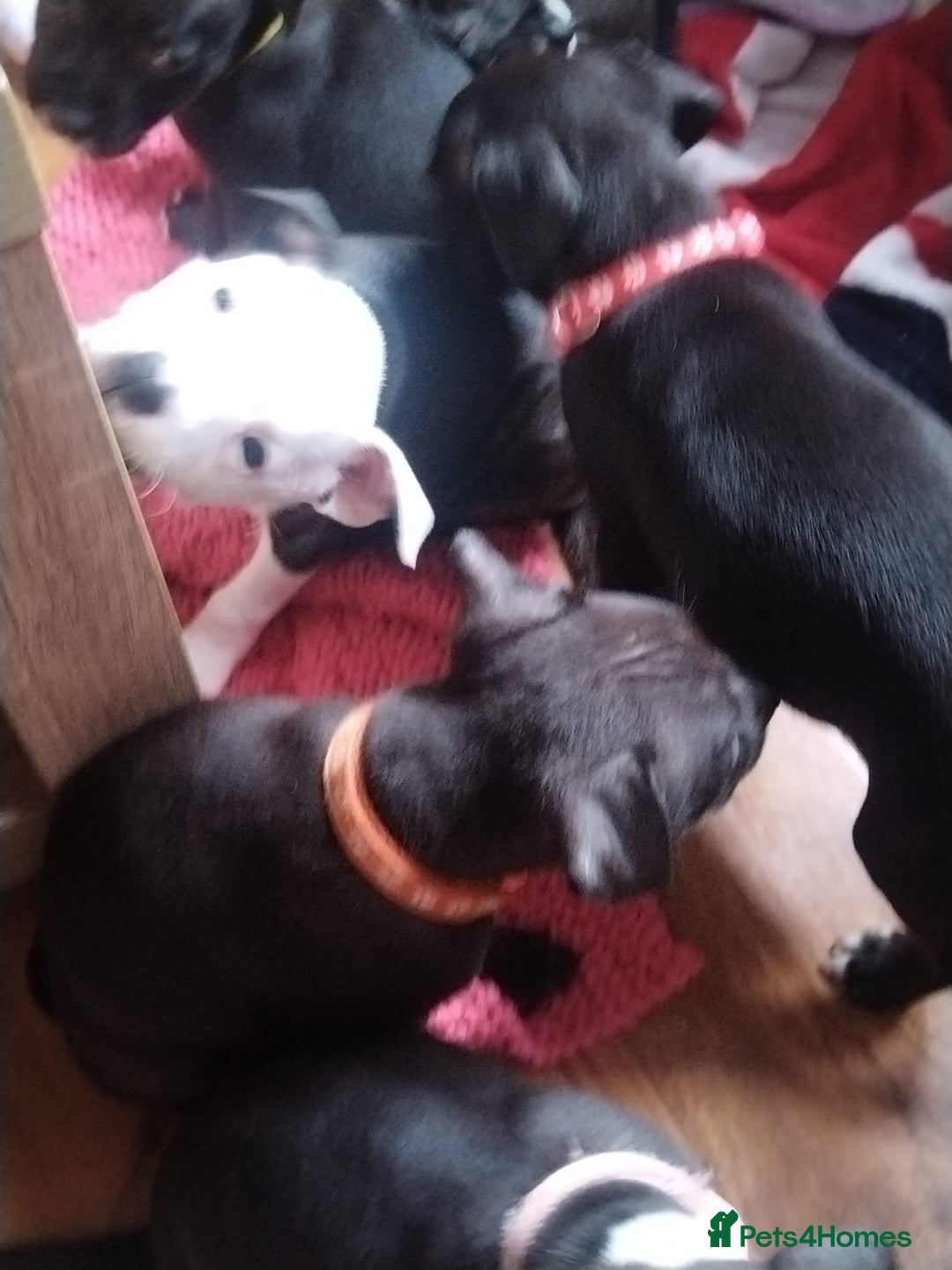 Staffordshire Bull Terrier dogs for sale: Staffordshire bull terrier Puppies  - Image 18