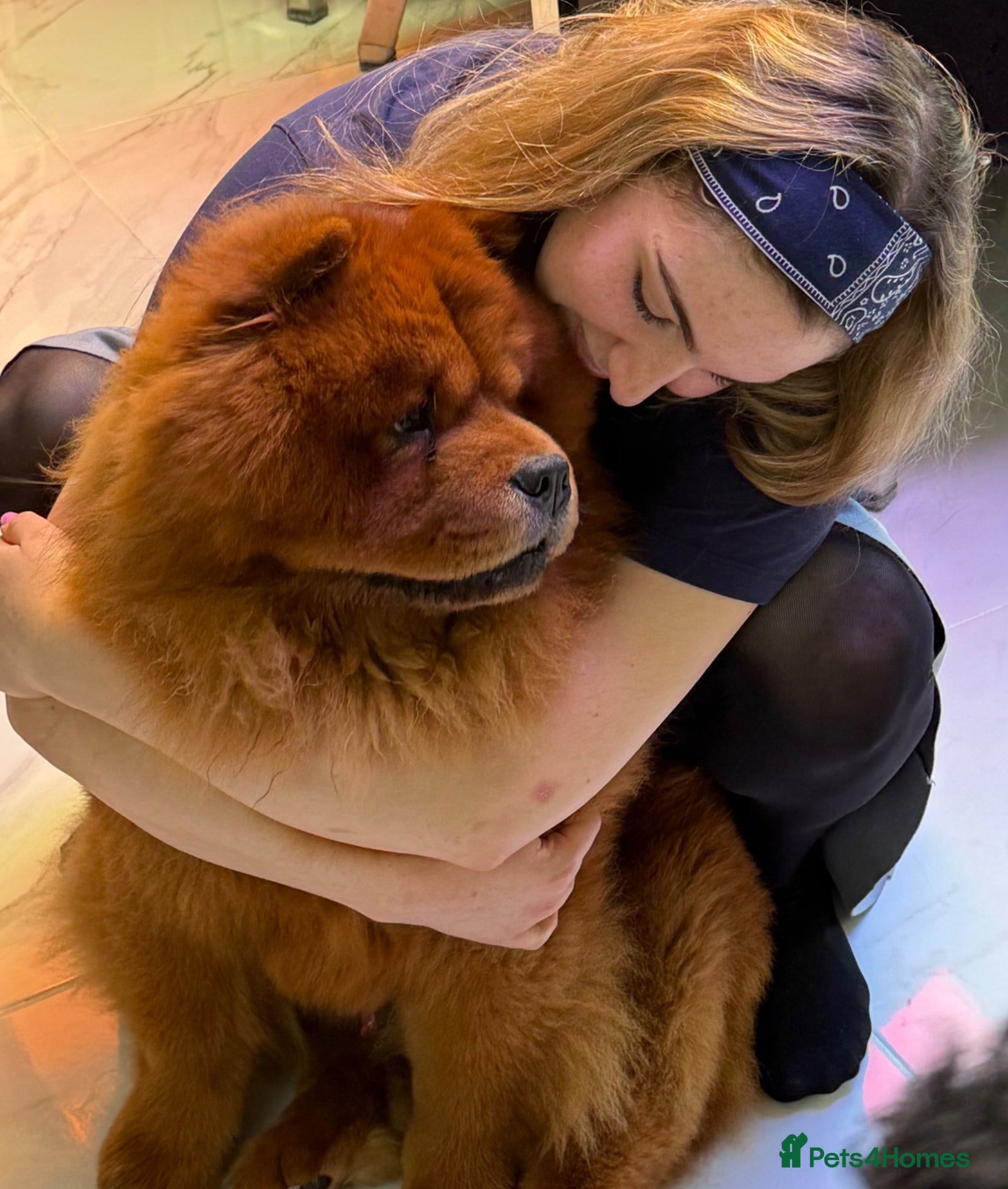 Chow Chow dogs ROLEX… Son of Crufts Imperial Champion  - Advert 3