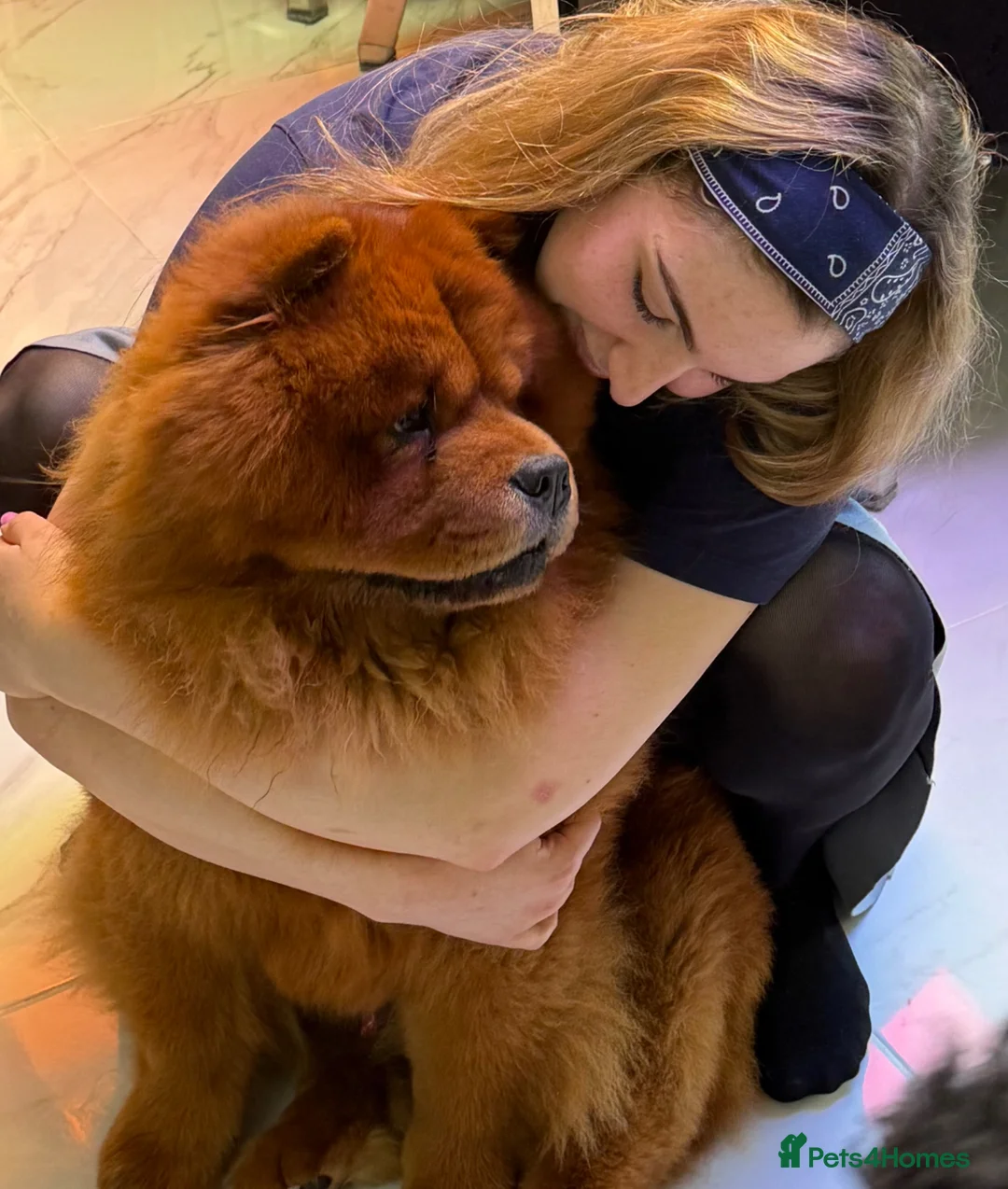 Chow Chow dogs for stud: ROLEX… Son of Crufts Imperial Champion  - Advert 1