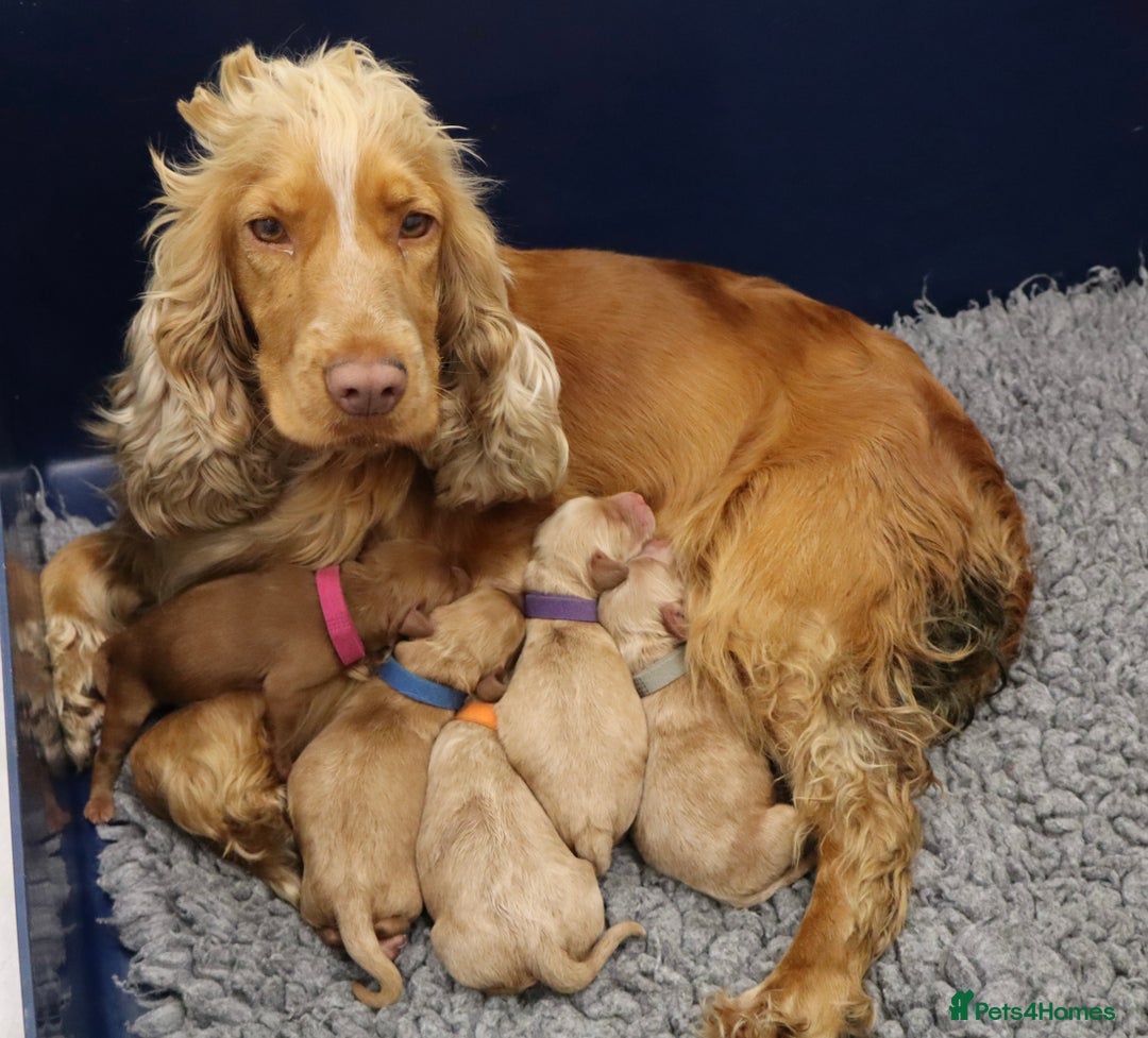 Cockapoo dogs for sale: 5*LICENSED BREEDER WATCH LIVE HEALTH TESTED PARENT - Image 22