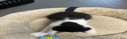 Mixed Breed cats for sale: Stunning 11 week old Tuxedo Male Kitten - Advert 3