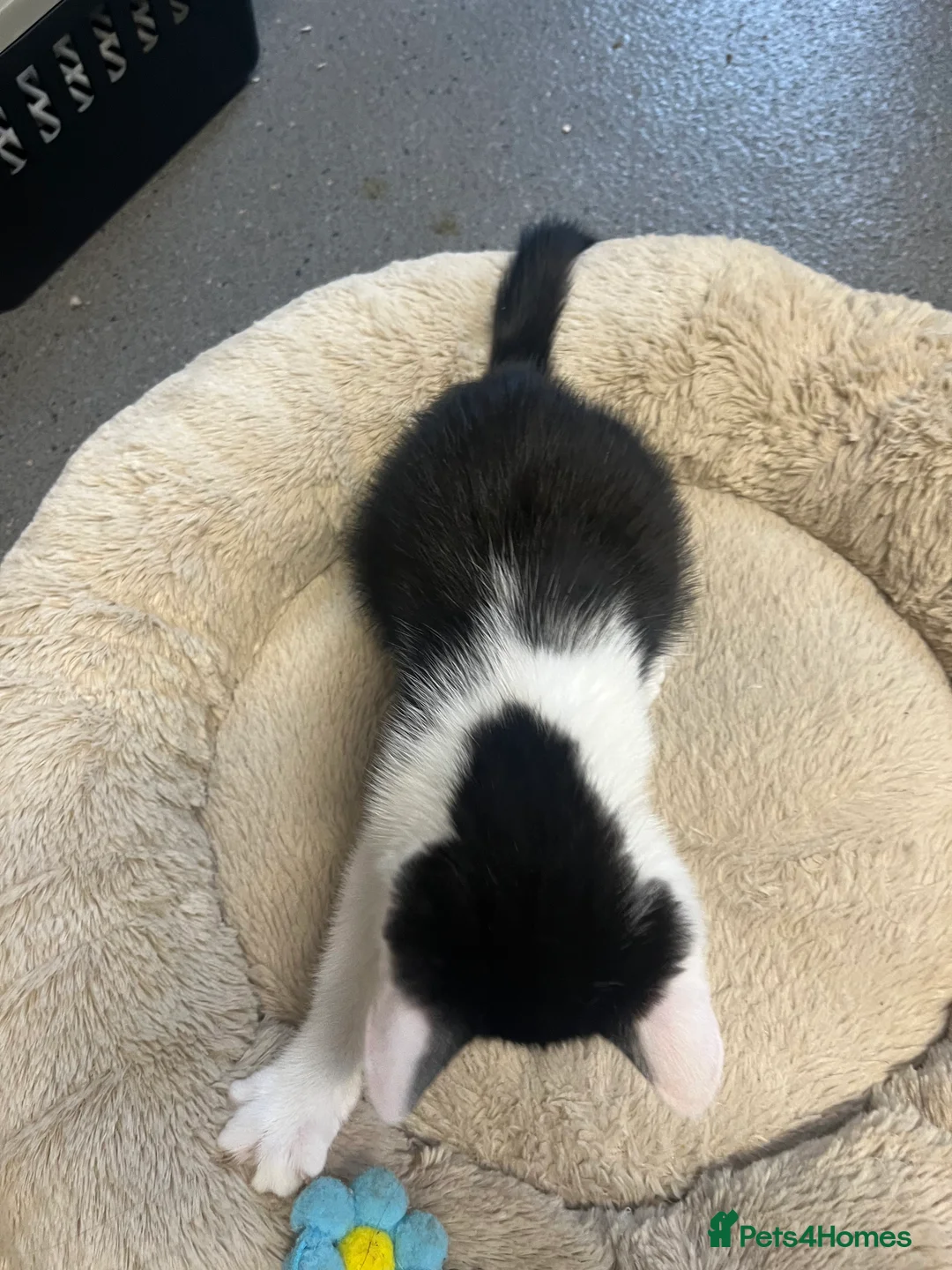 Mixed Breed cats for sale: Stunning 11 week old Tuxedo Male Kitten - Advert 3