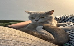 British Shorthair cats for sale: missy! grey british short hair. - Image 28