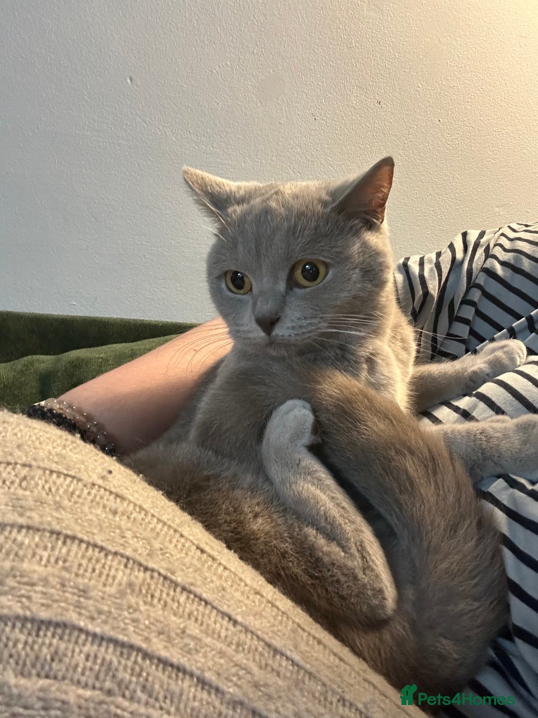 British Shorthair cats for sale: missy! grey british short hair. - Image 28