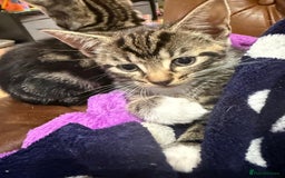 Mixed Breed cats for sale: 4 Beautiful tabby kittens - Image 4