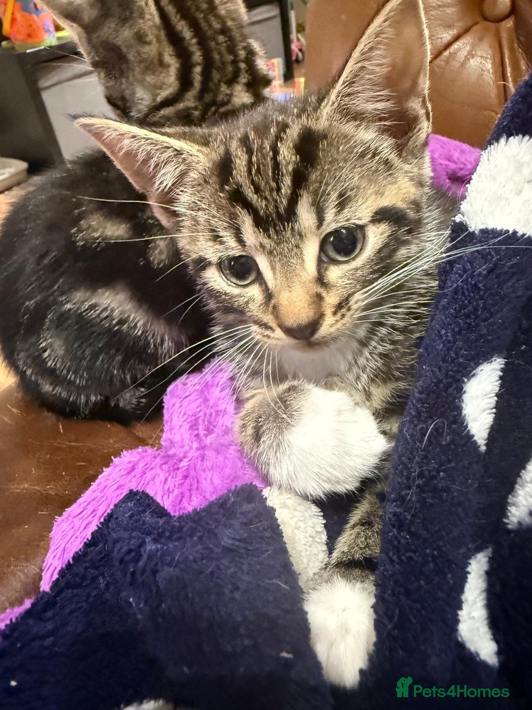 Mixed Breed cats for sale: 4 Beautiful tabby kittens - Image 4