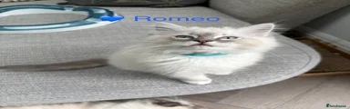 💙 Romeo 