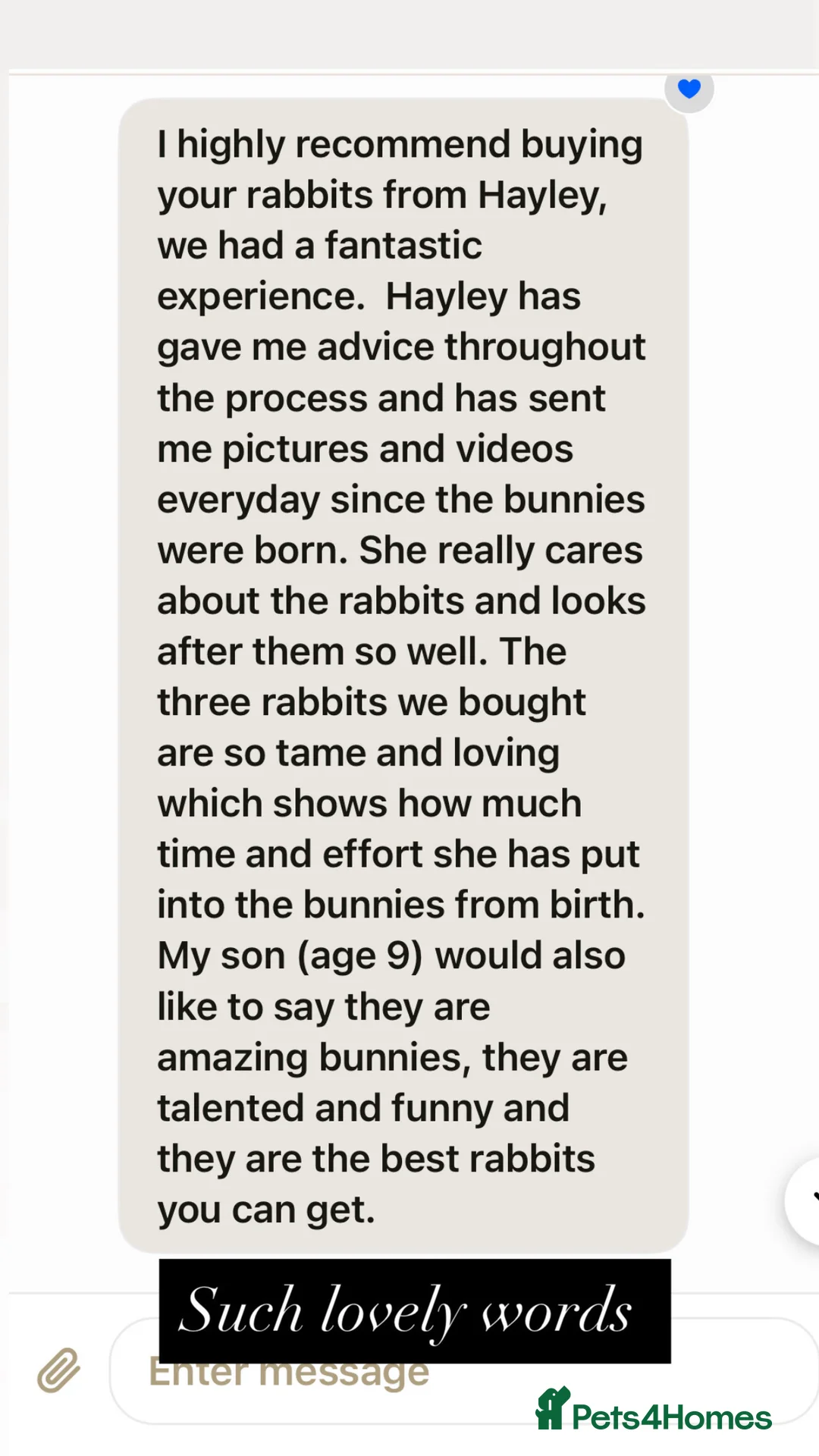 Mini Lop rabbits for sale: Gorgeous Mini Lops  - Advert 27