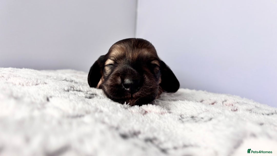 Miniature Dachshund dogs for sale: Long haired miniature dachshund ALL PUPS RESERVED - Image 7