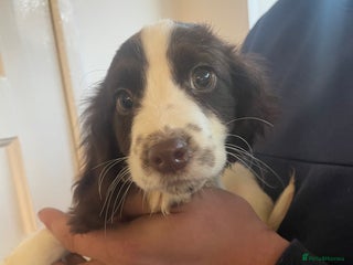 Cocker Spaniel dogs Female cocker spaniel - Advert 1