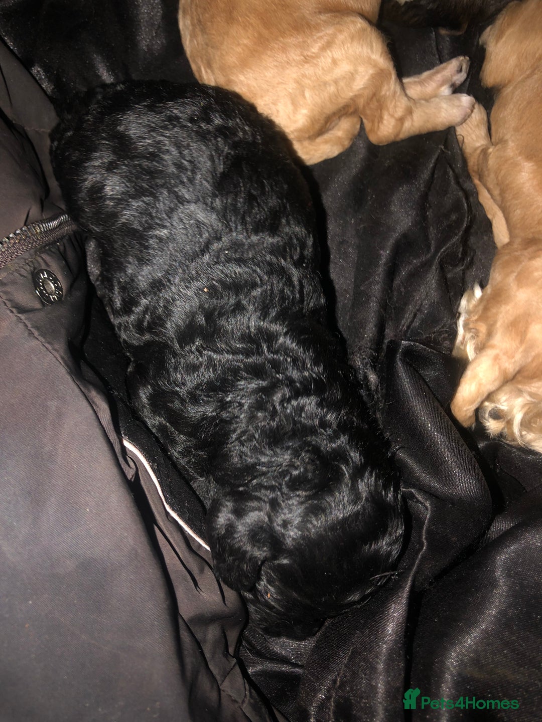 Cockapoo dogs for sale: Cockapoo puppies  - Advert 6