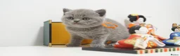 British Shorthair cats for sale: ✨ CIAOKITTY — BLUE BRITISH SHORTHAIR KITTENS ✨ in Widnes - Advert 17