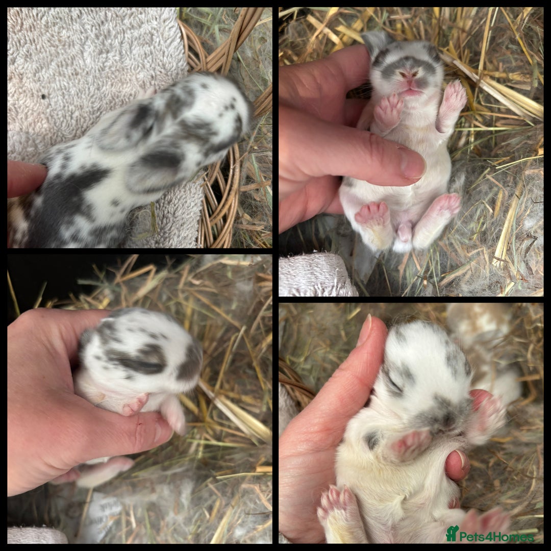 Mini Lop rabbits for sale: Mini Lop Butterfly new born bunnies  - Advert 9