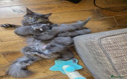 Maine Coon cats for sale: Maine coon pedigree kittens  - Image 11
