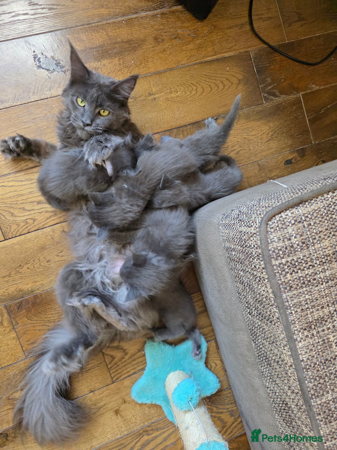 Maine Coon cats for sale: Maine coon pedigree kittens  - Image 11