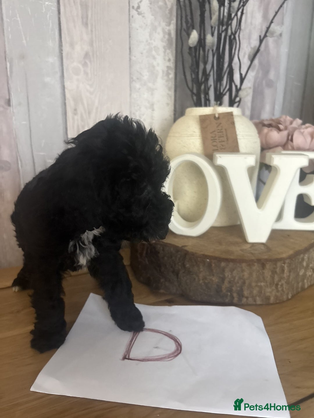 Cockapoo dogs for sale: Cockapoo Puppies looking for their forever homes - Advert 12