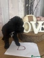 Cockapoo Puppy D