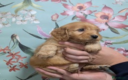 Cockapoo dogs for sale: Show type Cockapoos DNA CLEAR  - Image 11