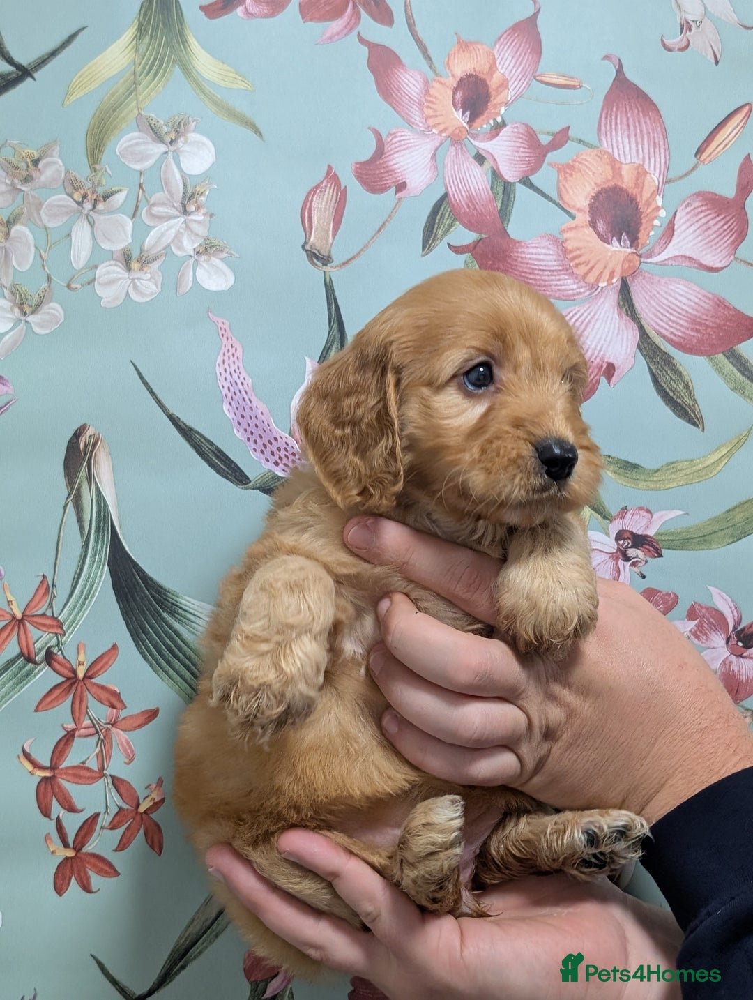 Cockapoo dogs for sale: Show type Cockapoos DNA CLEAR  - Image 11