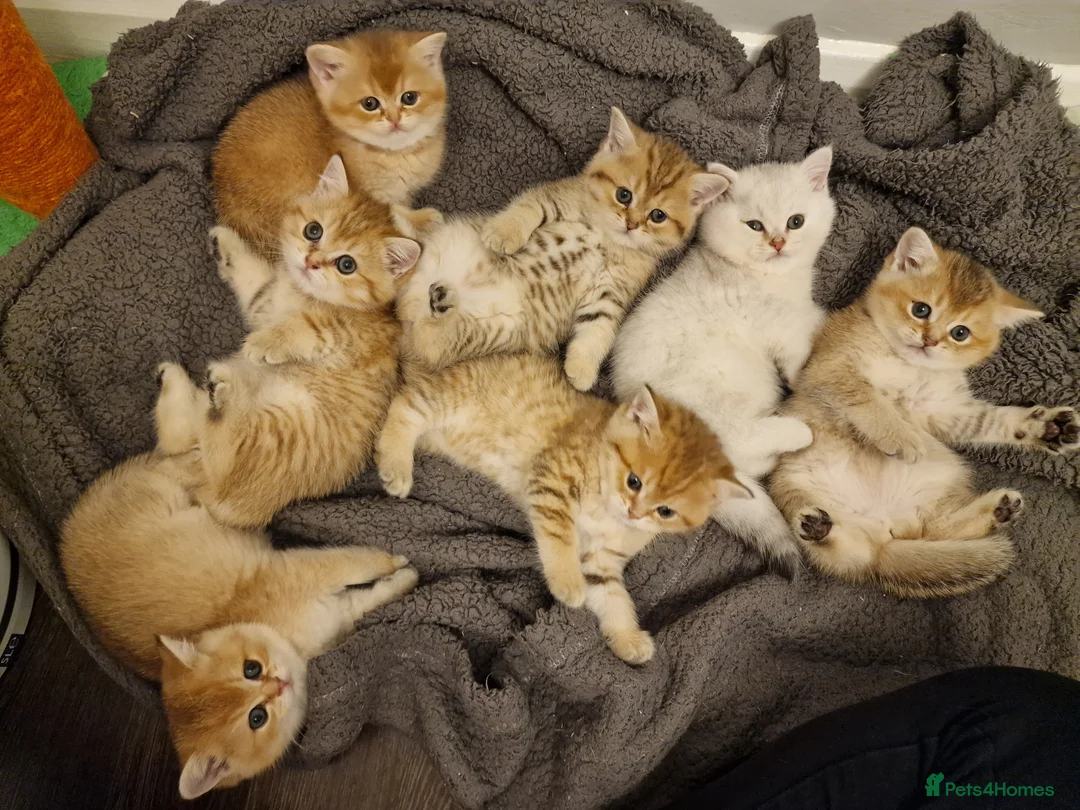 British Shorthair cats for sale: British shorthair silver tipped - Advert 1