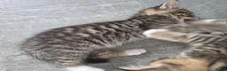 Mixed Breed cats for sale: Tabby kittens - Advert 6