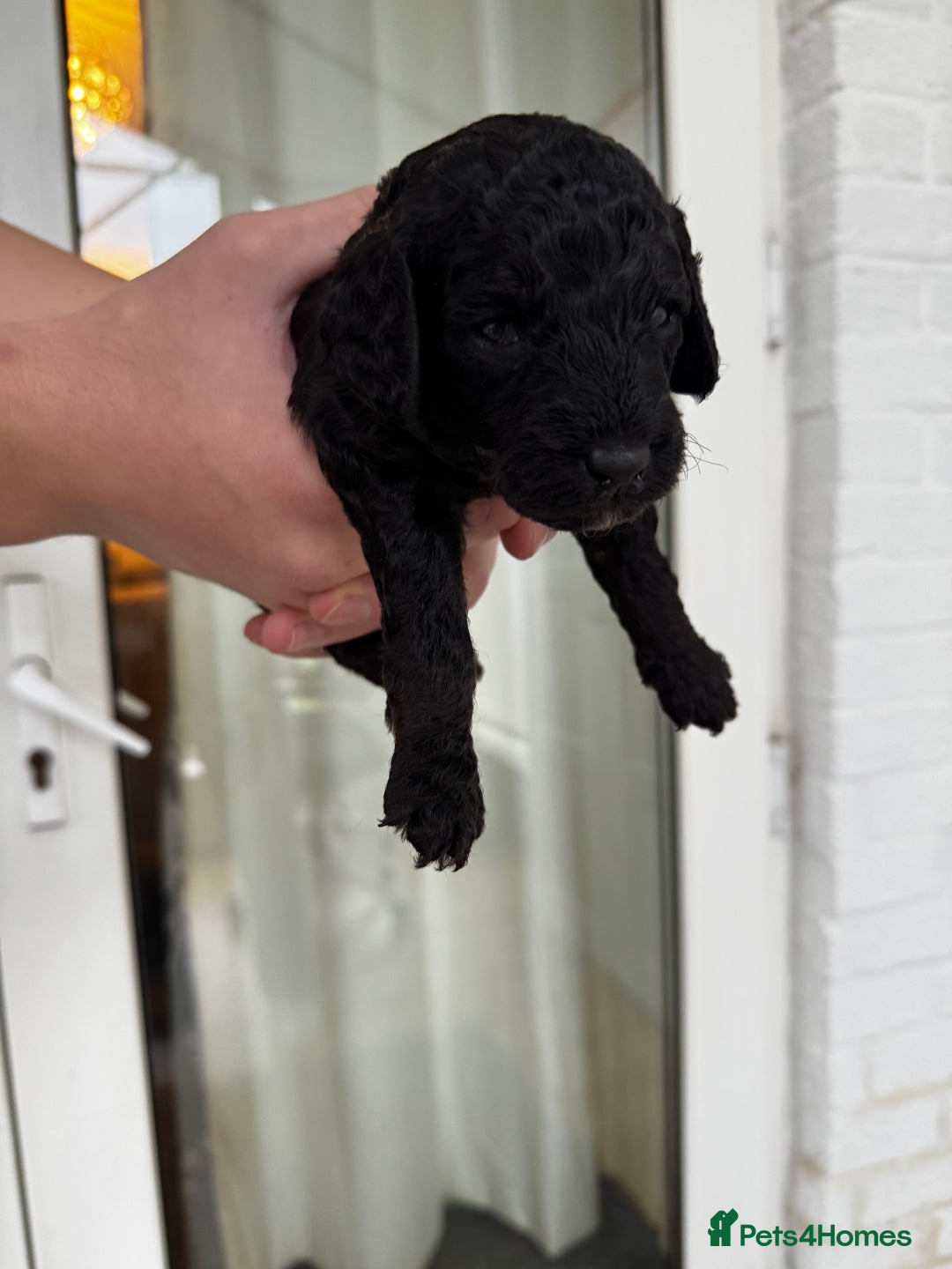 Miniature Poodle dogs for sale: Striking merle and black Miniature Poodle Puppies - Advert 36