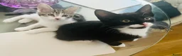 Mixed Breed cats for sale: Kittens has been finished their nursery  - Advert 8