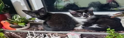 Mixed Breed cats for sale: 5 beautiful Maine Coon mix kittens  - Advert 4
