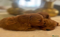Cavapoo dogs for sale: 🐾red F1 Cavapoo puppies🐾  - Image 4