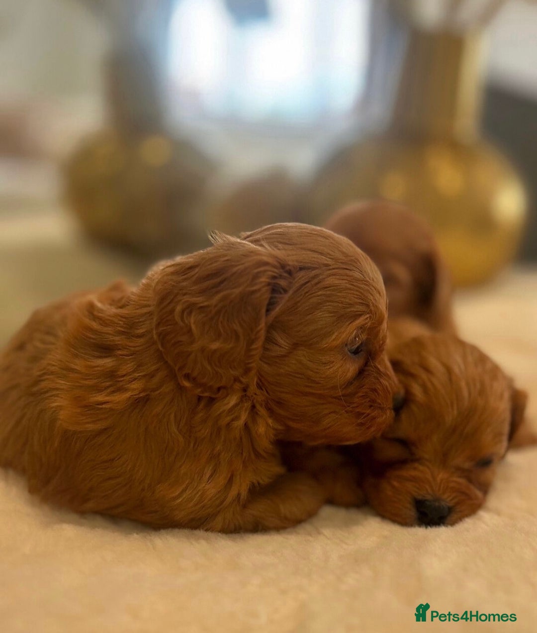 Cavapoo dogs for sale: 🐾red F1 Cavapoo puppies🐾  - Image 4