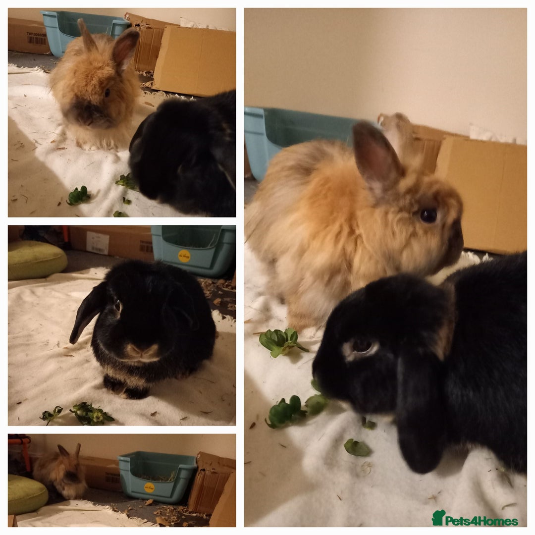 Mixed Breed rabbits for sale: Bonded pair looking for retirement home - Advert 5