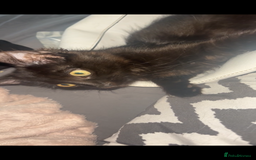 British Longhair cats for sale: 2 fluffy female kittens  - Image 4