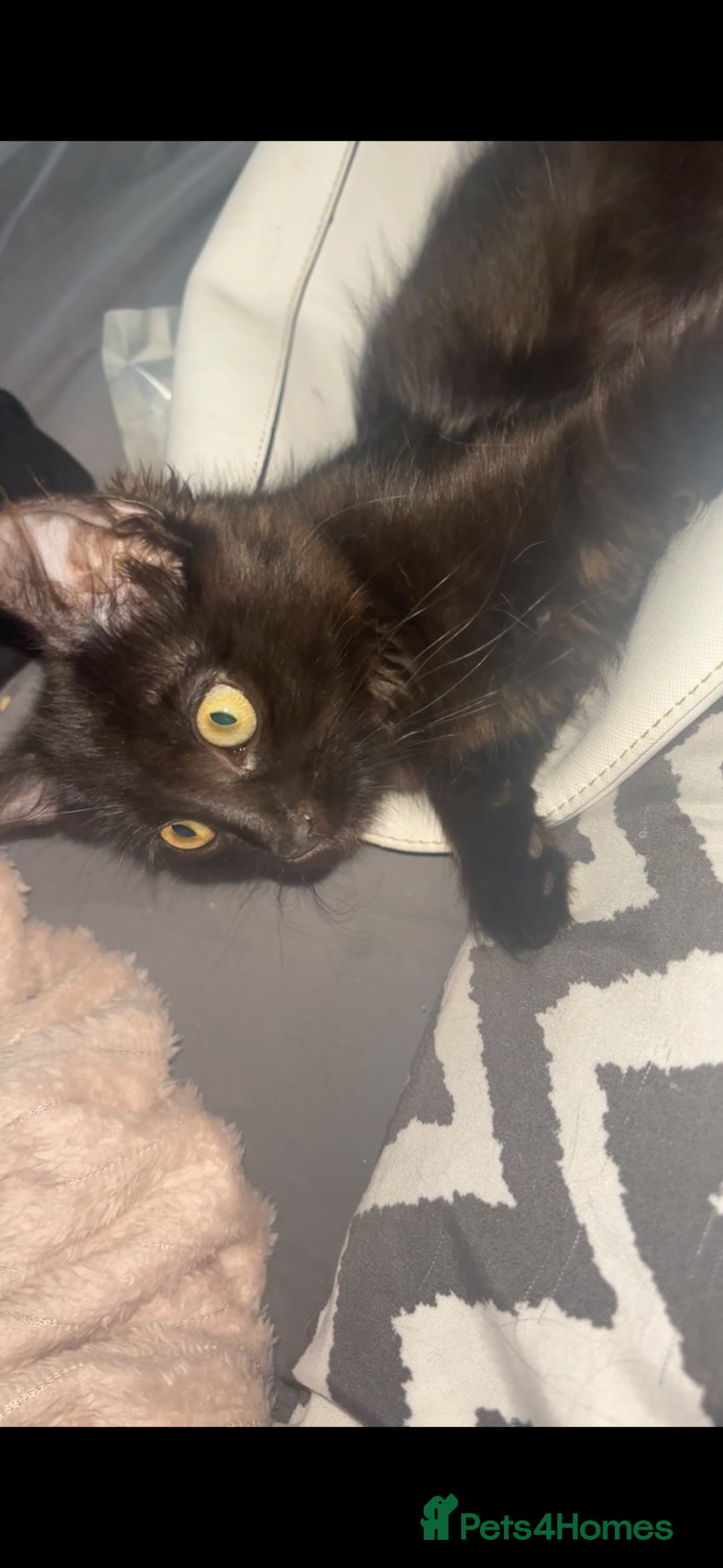 British Longhair cats for sale: 2 fluffy female kittens  - Image 4