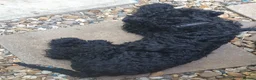 Kerry Blue Terrier dogs for sale: Kc kerry blue terrier puppies - Advert 6